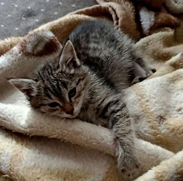 Кошки: Кошка даром: Беспородная, 1 месяц, Девочка, Приучена к лотку, Проглистована — 4