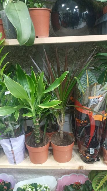 Şitillər: Gül satsi Vathcapa yazın isdediyniz gülü ünvanda catraq Otaq gülleri — 11