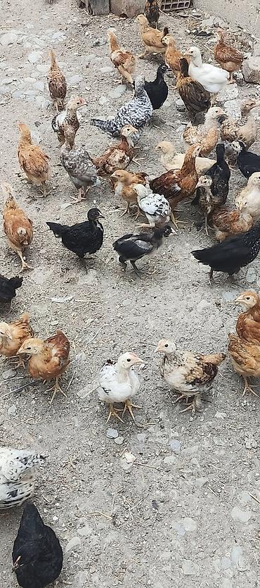 quslar haqqinda melumat: Toyuq cücələri, Ətlik, Ünvandan götürmə — 1