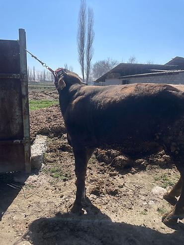 Коровы, быки: Продаю | Бык (самец) | На откорм | Племенные at lalafo.kg — 21 Коровы, быки: Продаю | Бык (самец) | На откорм | Племенные — 21
