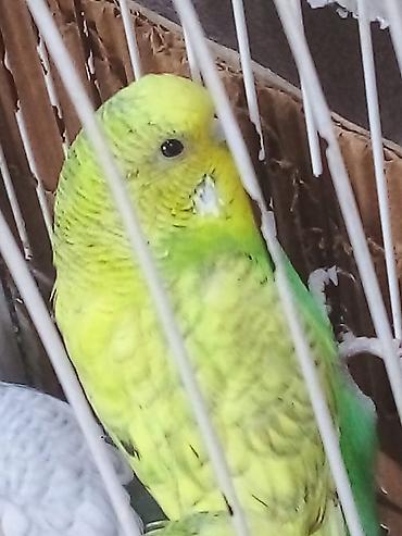 Tutuquşları: Bala Valnisti 9azn Boş qəfəs 9azn 1 bala quş +Qəfəs +Suqabı+Yemqabı — 14