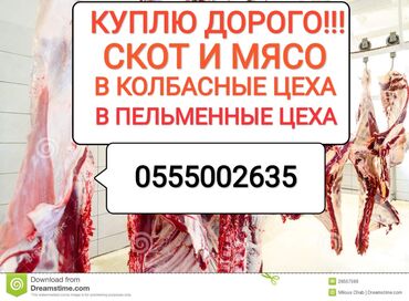 64 объявлений | ЖИВОТНЫЕ: Куплю | Коровы, быки