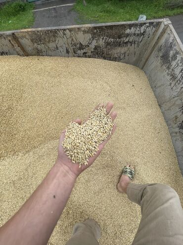 семена пшеницы для посева: Семена и саженцы