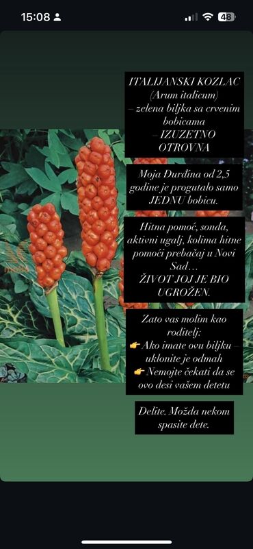 dnevna i spavaća soba u jednom: Italijanski kozlac (Arum italicum) je zelena biljka sa