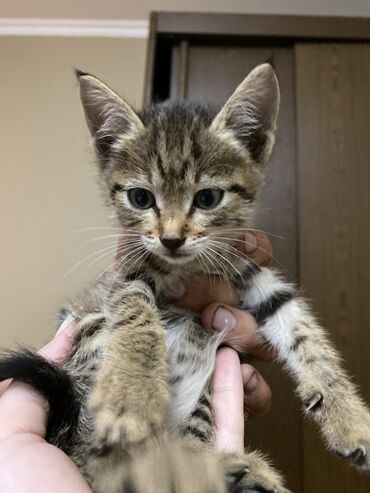 шотландская вислоухая лиловая кошка: 1 месяц, Мальчик, Приучена к лотку