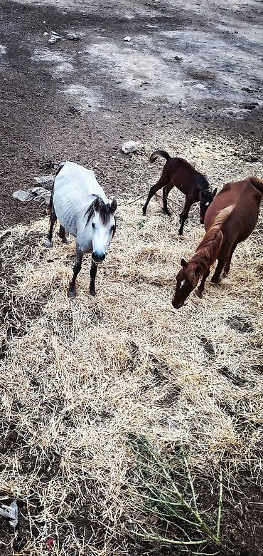 at cilovu: Satışda: Atlar və taylar - Növ: Evcil atlar (bir boz rəngli dişi at — 1