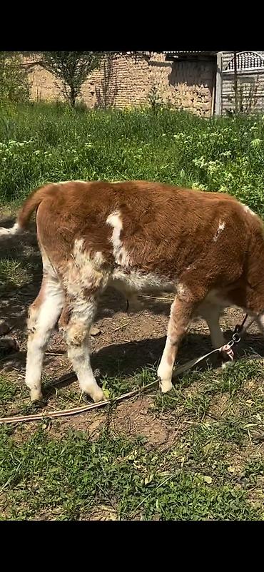 Dana, buzov: 2 baş simmental tipli dana - Növ: ətlik-südlük istiqamətli simmental — 8