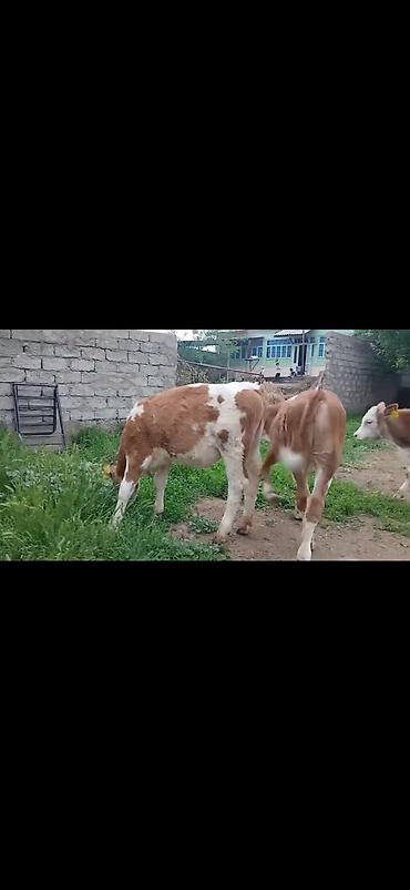 Dana, buzov: Satışda: simmental tipli erkək buzovlar - Rəng: ağ-qəhvəyi ləkəli - — 6