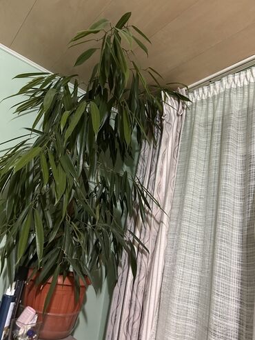 комнатные растения оптом: Крупное комнатное растение — фикус Биннендийка (Ficus binnendijkii