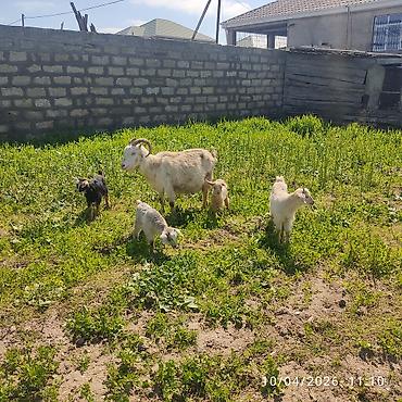 Keçilər, çəpişlər: - Ana bala keçi dort balasi var üçü erkey biri disididi cins heyvandi — 1