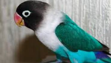 Птицы: Массковые неразлучники (Agapornis): декоративные попугаи малых — 6