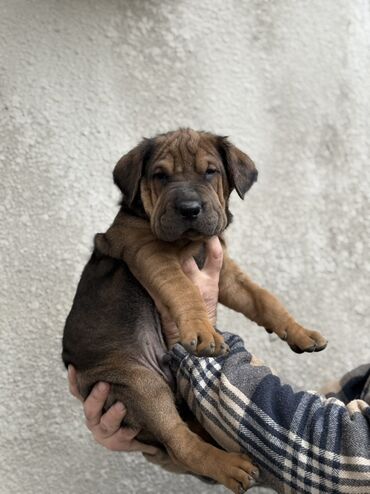 Продажа собак: Шарпей, 2 месяца, Самец — 3