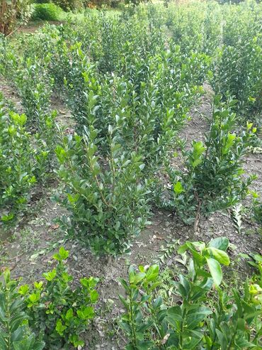 Çöl bitkiləri: Hedc üçün həmişəyaşıl dekorativ kollar boyu 100 və cm120 3azn — 9