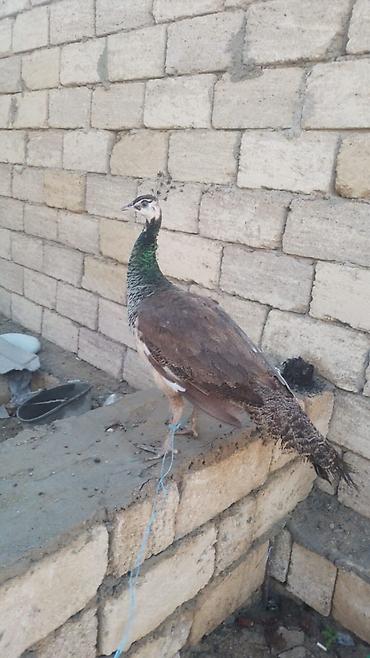 cüce yemi: Məhsul: Tavus quşu (dişi) Satılır Təsvir: - Növlər: Hind tavus quşu — 5