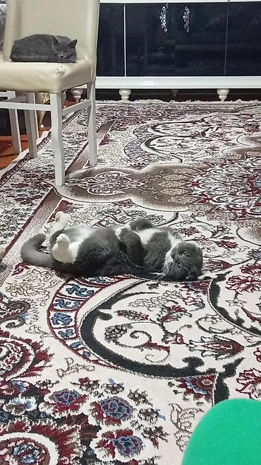 Pişiklər: Şotland yastı qulaq — 4