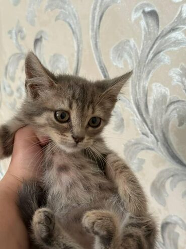 Pişiklər: Amerikan Shorthair, Dişi, Yaxşı əllərə — 3