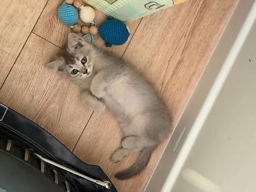 кошка токмок: Британ кыска жүндүү, 4 айлык, Ургаачы, Алтын шиншилла, Лотокко барууга үйрөтүлгөн, Курттардан тазаланган, Эмделген — 2