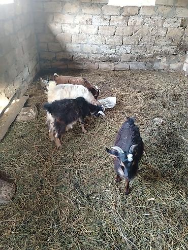 hələp kecisi: Salam cepiwder satilir 4 ededi erkeydilar reyal alici narahat ede — 2