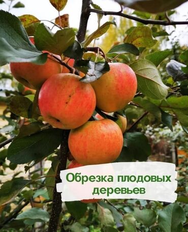 комнатный гулдор: 🌿 Обрезка плодовых деревьев 
🌿 Обработка плодовых деревьев