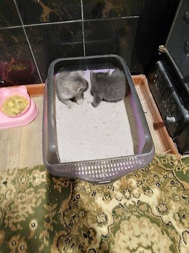 рыжие котята: Отдам котят в добрые руки Обычные котята 2 серые девочки 2 Дымчатых — 6