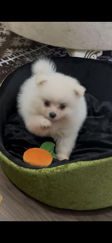 pomeranian: Şpitz, 3 ay, Erkək, Peyvəndli, Ünvandan götürmə, Pulsuz çatdırılma, Ödənişli çatdırılma — 1