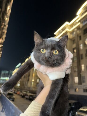 кокер спаниель в добрые руки: 7 айлык, Ургаачы, Эмделген