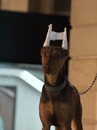 doberman itleri: Doberman, 5 ay, Erkək, Peyvəndli — 1