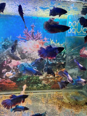 Balıqlar: Betta (Petuşok balığı), Sülhsevər, Ünvandan götürmə, Pulsuz çatdırılma, Ödənişli çatdırılma