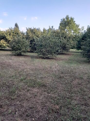 tulpan sekilleri: Bu təsvir edilmiş fındıq bağı, bol məhsul verən fındıq ağaclarından
