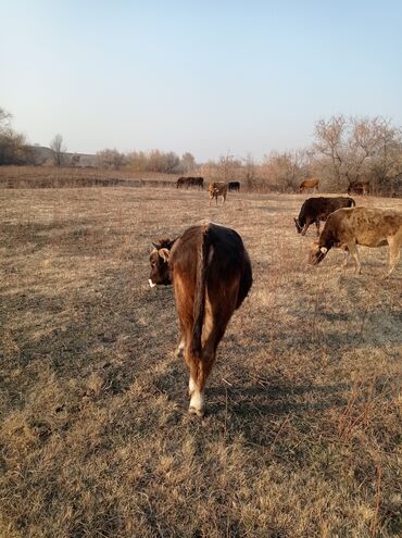 Коровы, быки: Продаю | Бык (самец) | Швицкая | Для разведения, На откорм | Осеменитель — 4