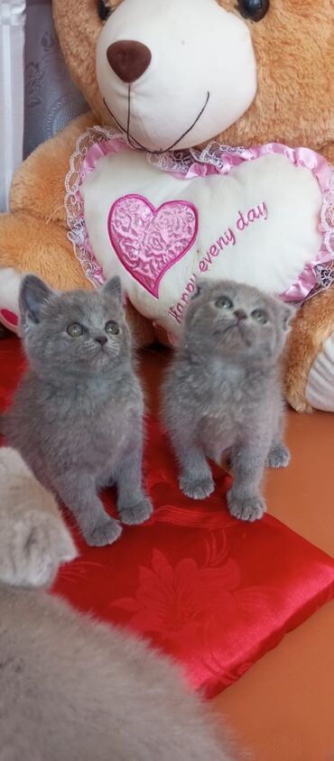 Pişiklər: Britan yastı qulaq, Erkək, Dişi, Yaxşı əllərə, Ünvandan götürmə, Pulsuz çatdırılma, Ödənişli çatdırılma — 134