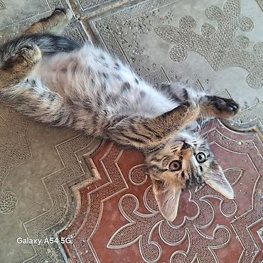 Pişiklər: Tabbi, Yaxşı əllərə — 11