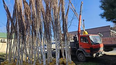 Берёза: Саженцы — 6