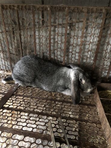 машинка для животных: Продаю | Крольчиха (самка) | Французский баран | Для разведения | Племенные