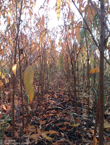 Şitillər: Meyvə tingləri satışdadır və sağlam zəmanətli sifariş verə bilərsiz -da lalafo.az — 1 Şitillər: Meyvə tingləri satışdadır və sağlam zəmanətli sifariş verə bilərsiz — 1