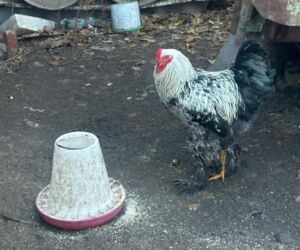 колокольчик купить бишкек: Продаю петухов и курей породы брама возраст примерно 8 месяцев молодые