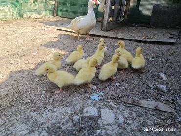 cücə gəncə: Dişi, | Lal ördək, Ətlik, Ünvandan götürmə