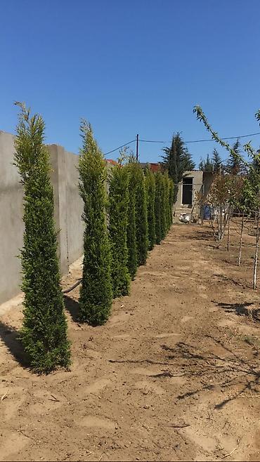 car parking maşın satışı: Pejaj və landşaft dizaynı xidməti - Həyətyanı sahələrin, bağların və — 6