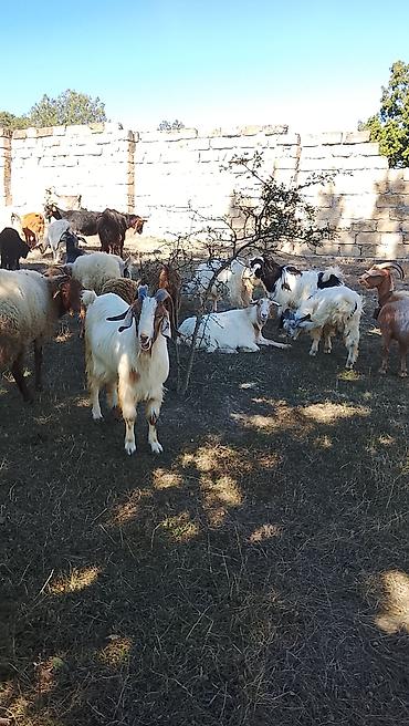 Keçilər, çəpişlər: Salam 27 baş heyvan 2 dişi toğlu 1 qoç 11 baş ana keçi 12 baş dişi — 6