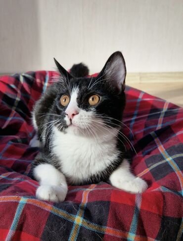 ingilis setteri it cinsinin digər adı nədi: Erkək, Yaxşı əllərə, Ünvandan götürmə