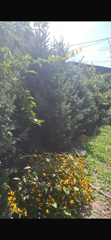 Самшит: 🔥🌿 БОЛЬШАЯ РАСПРОДАЖА РАСТЕНИЙ! 🌿🔥 🌲 Голубые и зелёные ели 🌾 — 5