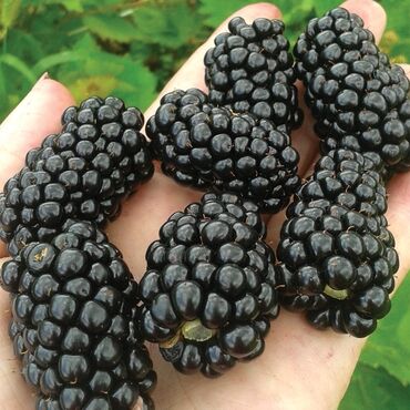 Фрукты и ягоды: Ежевика сортовая ремонтантная и летняя Сорта прошедшие сортоиспытание — 3