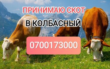 крупный рогатый скот: Куплю | Коровы, быки, Лошади, кони | Круглосуточно, Любое состояние, Забитый