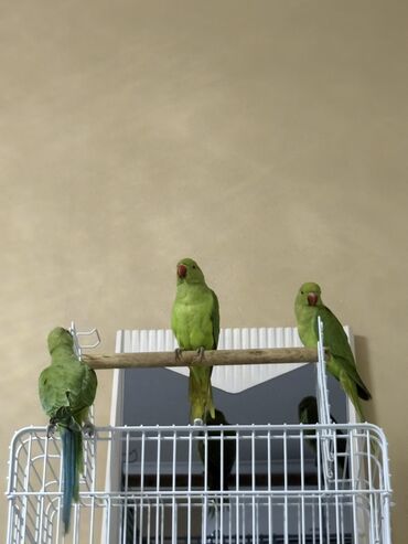 Tutuquşları: Ajarella Pakistan Pəncabdan gəlib bir başa — 5