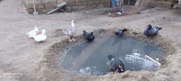 Inəklər, öküzlər: Erkək, | Lal ördək, Macar, Damazlıq, Ünvandan götürmə