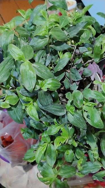 делал: Традесканция (Tradescantia fluminensis/сп. «зелёная» с фиолетовой — 7