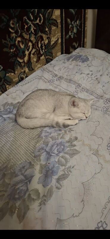 Pişiklər: Britan, Dişi, Yaxşı əllərə, Ödənişli çatdırılma — 6