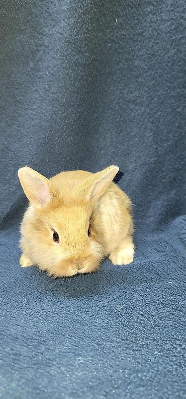 Декоративные кролики: Продаются декоративные крольчата, милые малыши с очень красивыми — 13