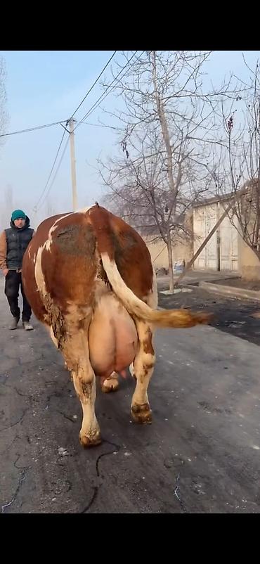 Inəklər, öküzlər: Simental tipli sağmal inək buzağı ilə birlikdə. Xüsusiyyətlər: - — 14