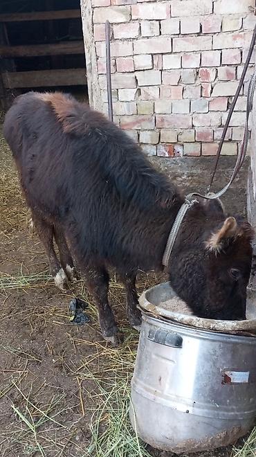 Коровы, быки: Продаю | Тёлка | На откорм | Привязанные — 4